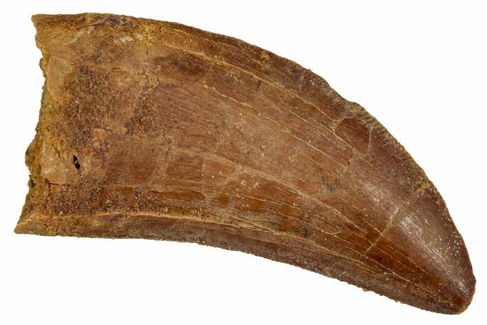 Serrated Carcharodontosaurus Tooth - Real Dinosaur Tooth #341117